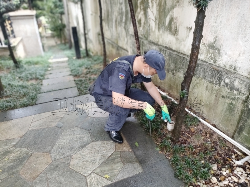 博罗杀白蚁公司,博罗白蚁防治中心